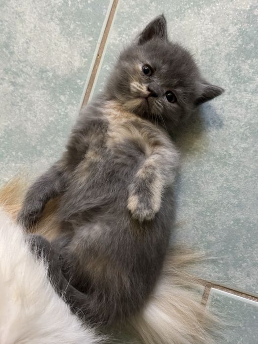 Весловухі та прямовухі кошенята