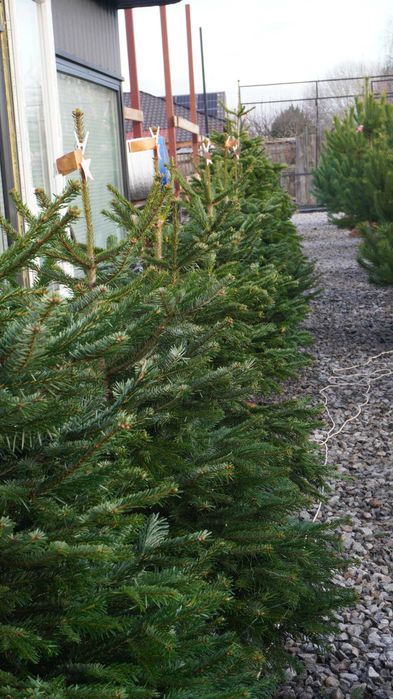 Продаж Ялиць Нордмана Данія жива від 1,5 метра до 2,20 метрів