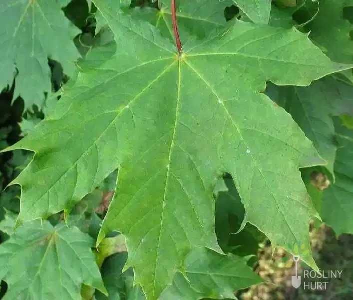 Klon zwyczajny (Acer platanoides) wys. 90-120 cm, z gruntu