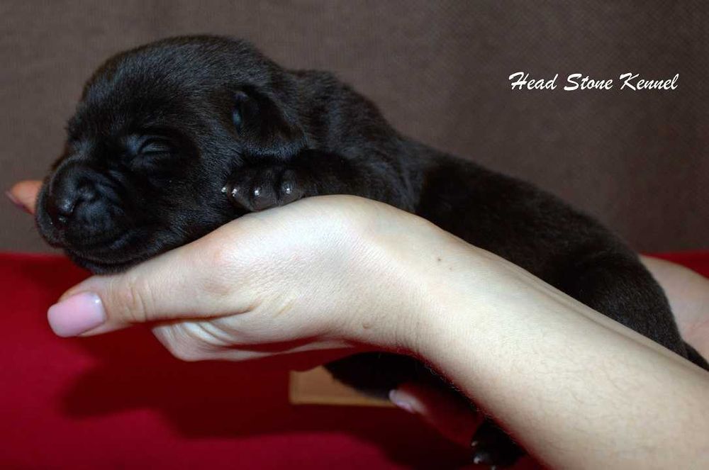 Лабрадор ретривер КСУ