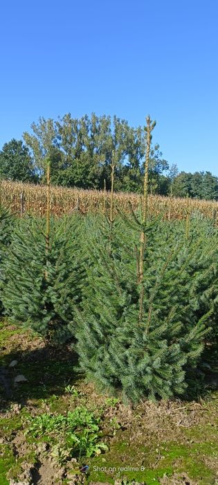 Świerk serbski, własna plantacja kopane z gruntu choinki żywopłot