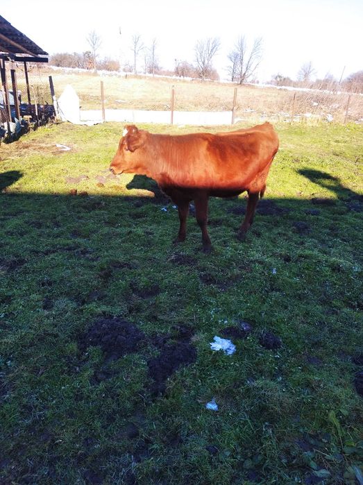 Продам теличку  в добрі руки на тримання.