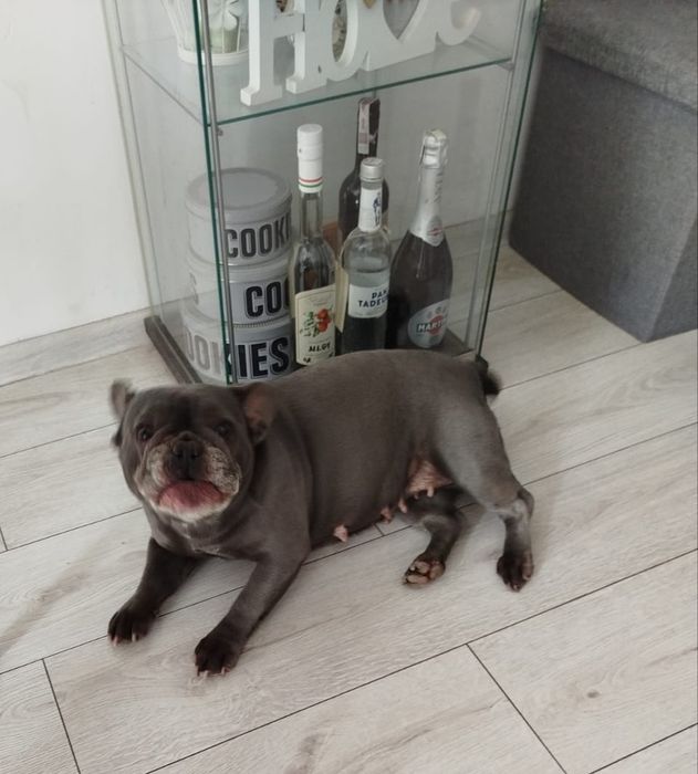 Buldog francuski blue suczka