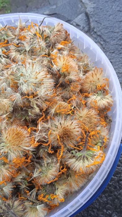 Арніка гірська, квіти