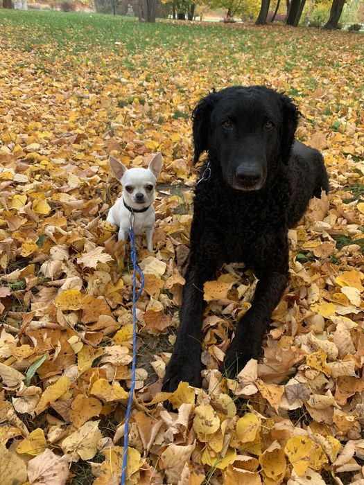 Domowa opieka nad psem, dyplomowany behawiorysta, hotel dla psa