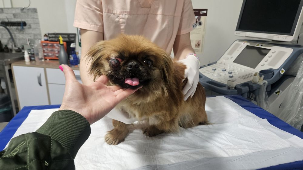 Знайдена собака!