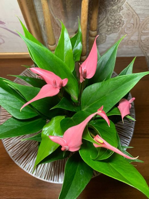 Антуриум  Лілі --міні сорт