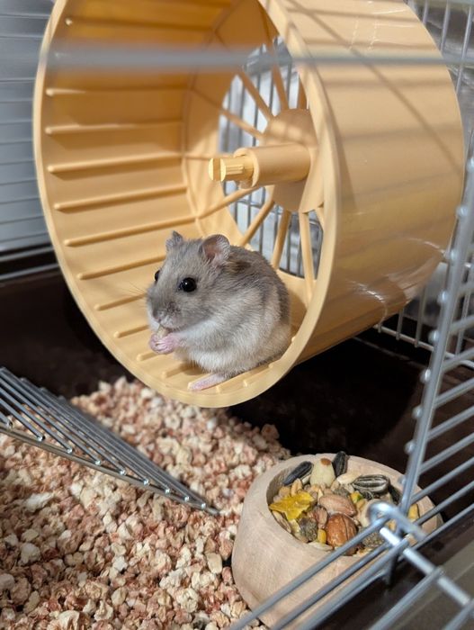 Джунгарський хом'як