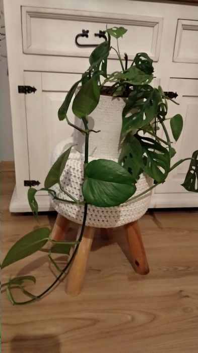 Monstera Monkey Mask