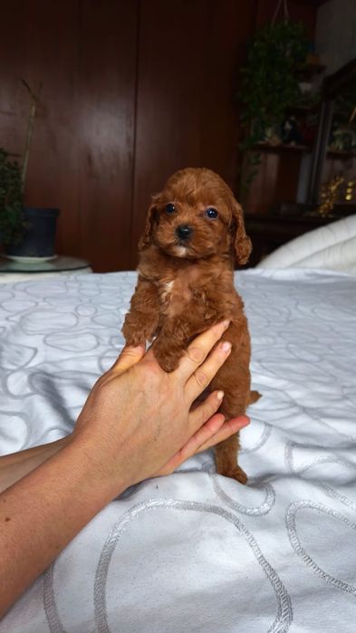 Той пудель  тикап ксу  мальчик