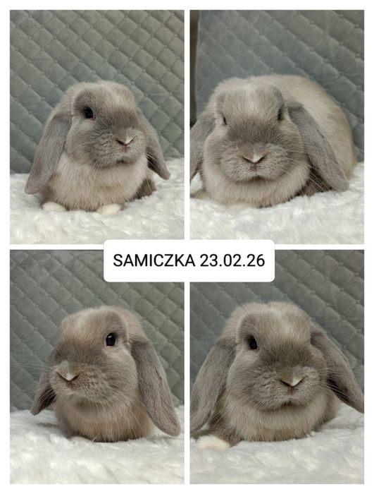 Królik miniaturka minilop mini lop