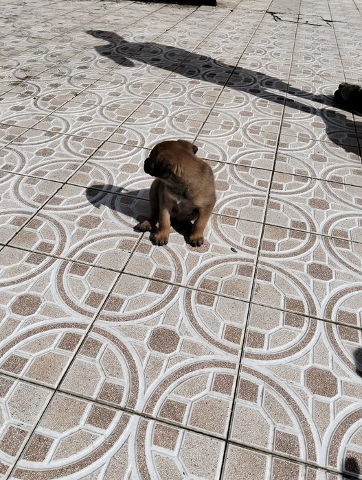 Cães para doar zona murtosa