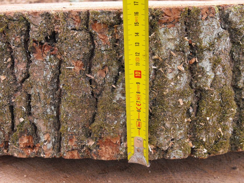 Plastry dębowe 70 cm.