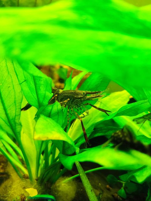 Креветка акваріумна Макробрахіуми кольцерукі Macrobrachium assamense