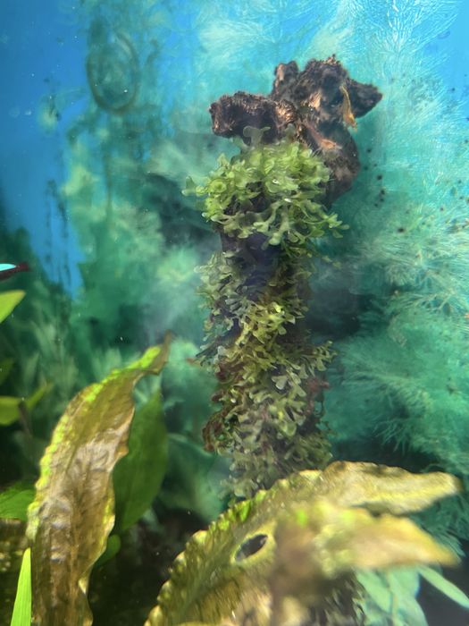 Риккардія  Coral Moss — рідкісний мох для акваріума