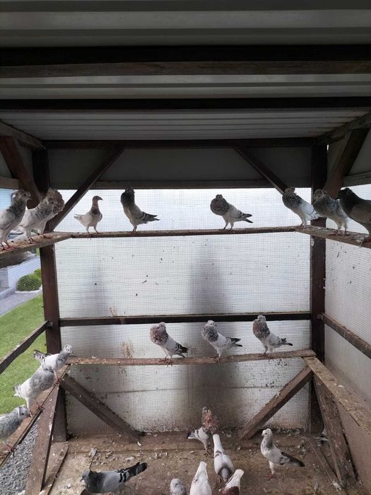 Sprzedam gołębie. W dobrych cenach .