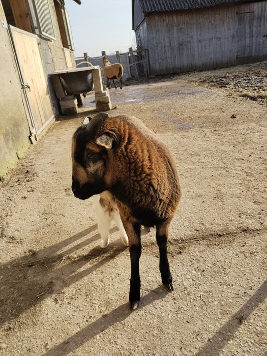 Owieczki baranki kameruńskie