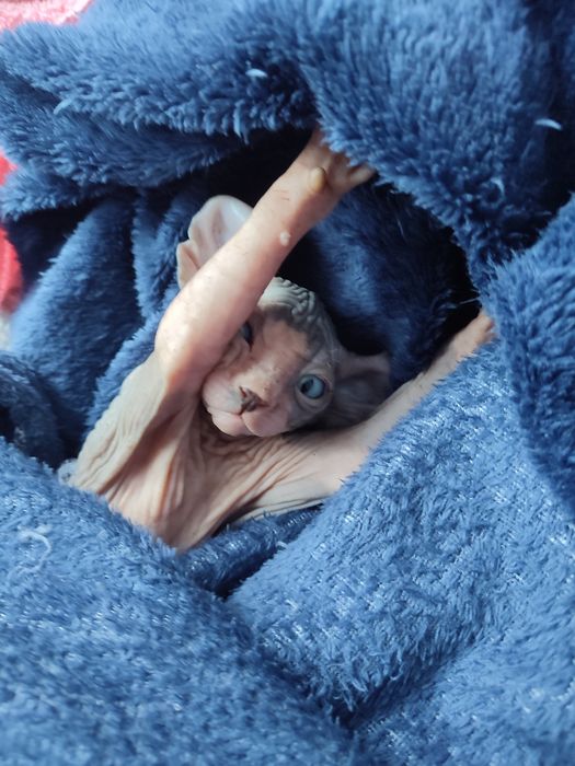 Продам котят канадский сфинкс