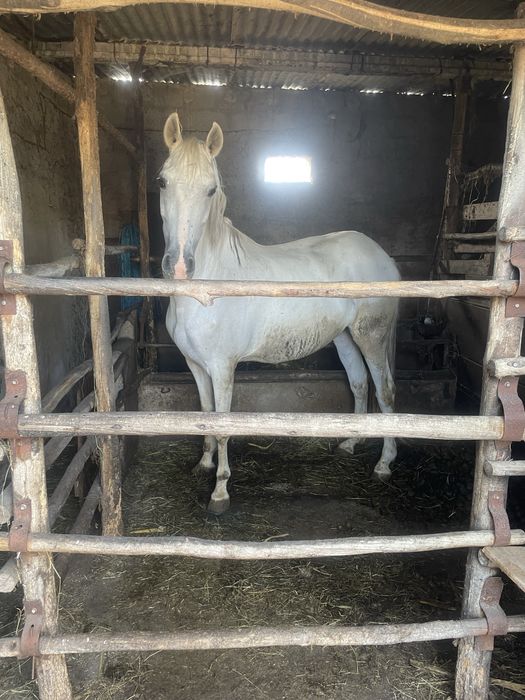 Egua cruzada de lusitano