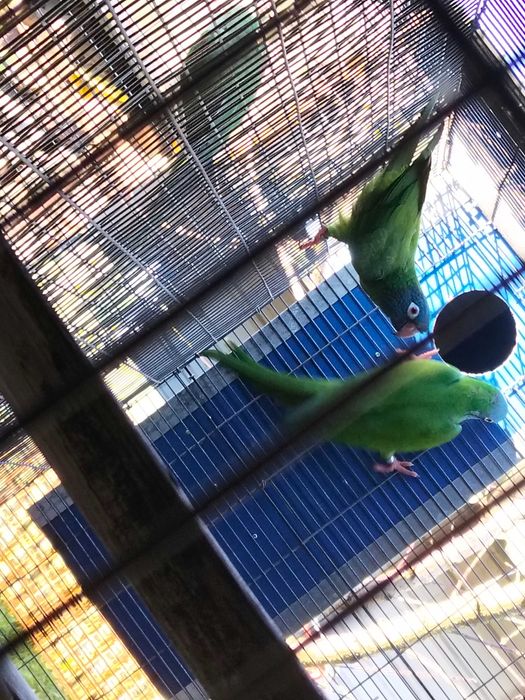 Casal de conures de cabeça azul