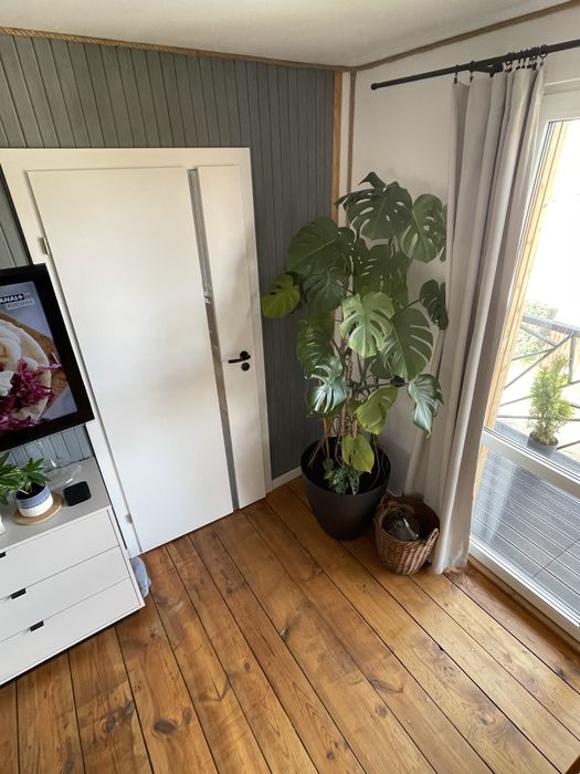 Monstera kwiat w doniczce