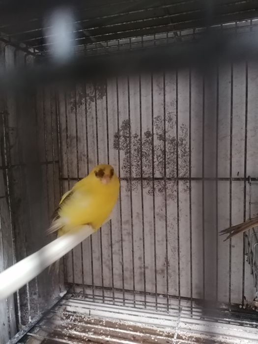 Piriquitos ingleses normais canarios.