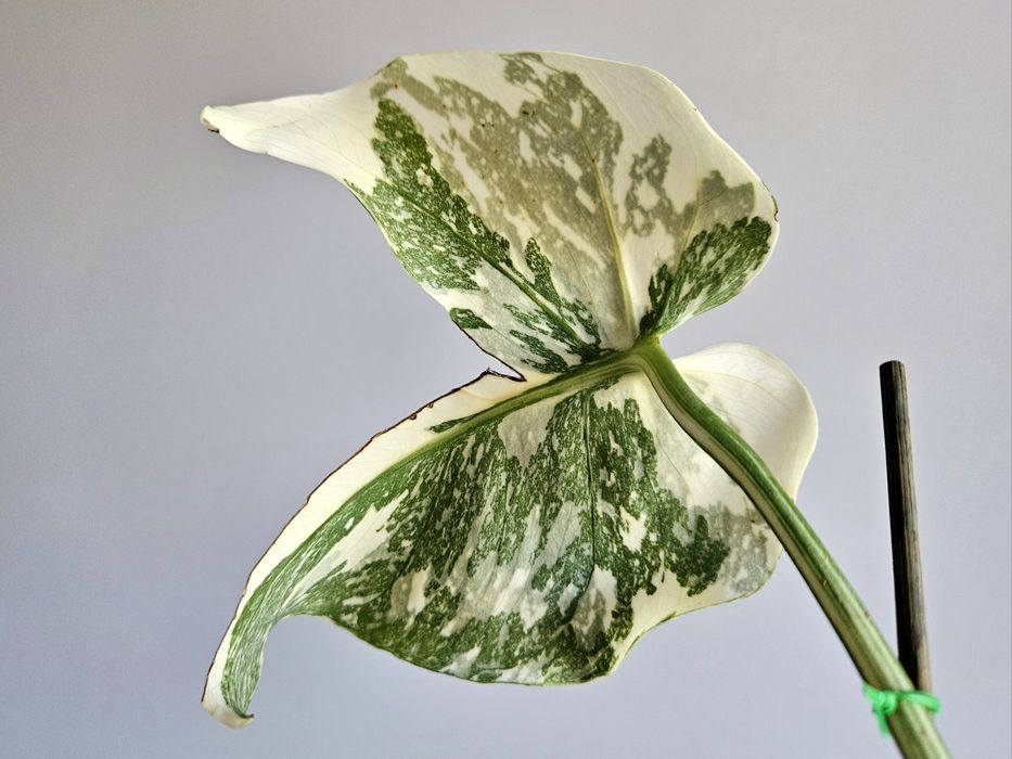 Monstera White Snow piękne wybarwienie ukorzeniona pędówka hydroponika