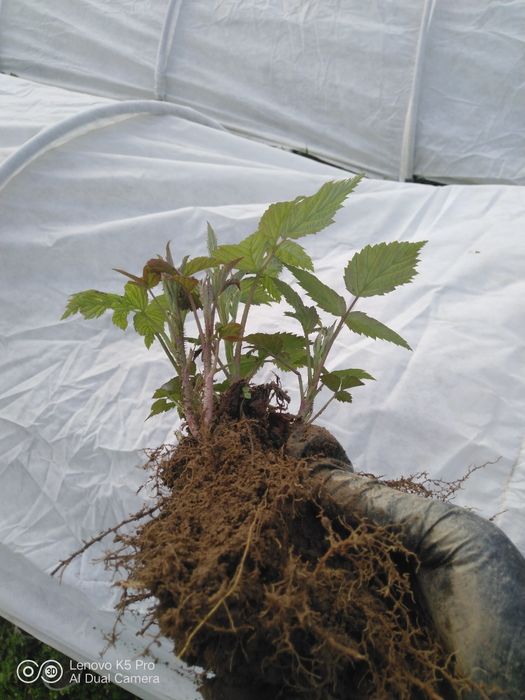 Брусилівський стандарт. Саджанці малини, молоді