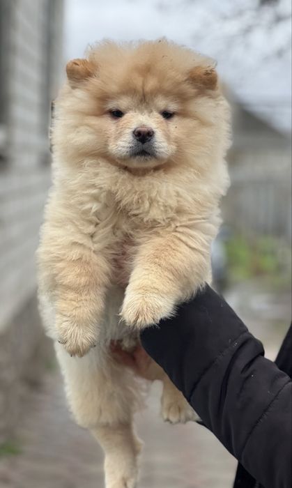 Классні ведмедики-чау. Доставка !