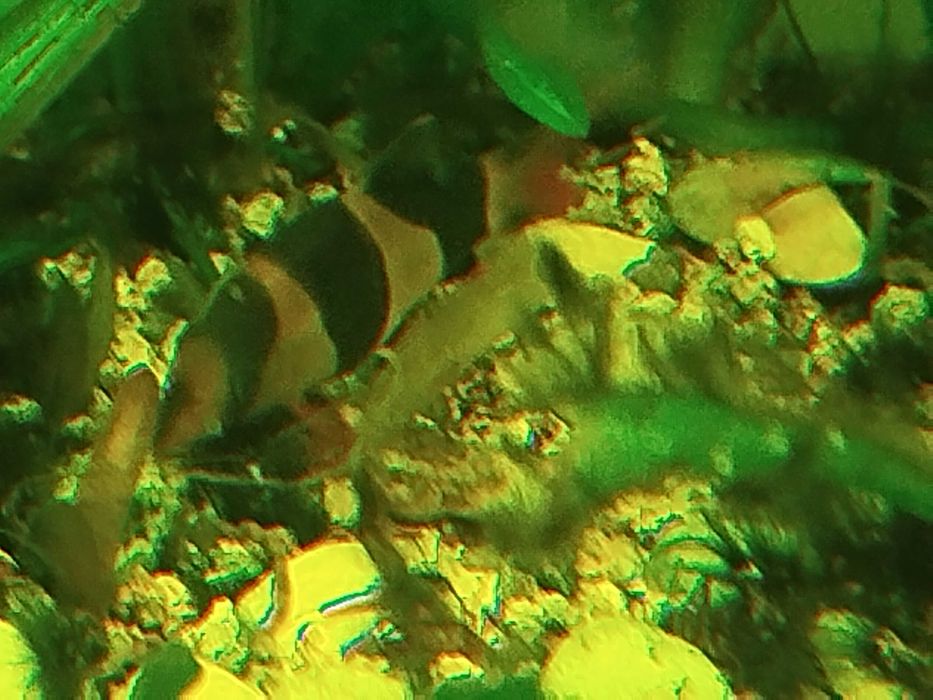 Botia palhaço grandes