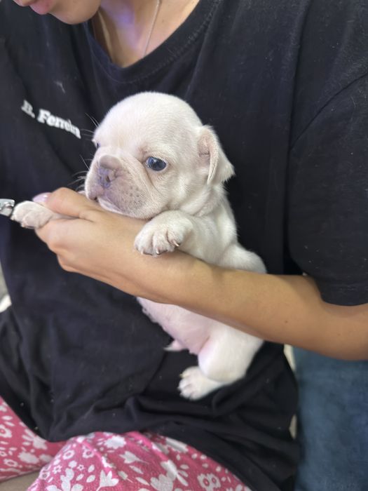 Menino buldog frances cream