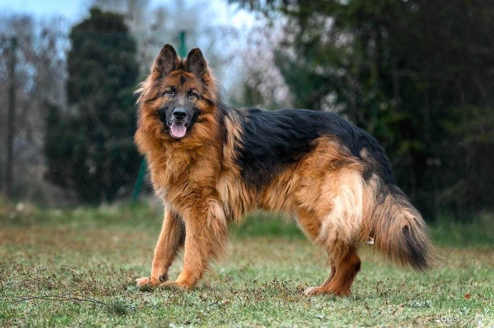 Astro -cudny pies dla wyjątkowych ludzi.