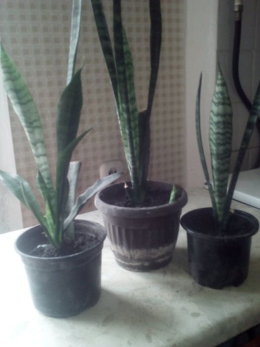 Сансевиерия,китайская роза,лимон,алоэ,кактусы и т.д.