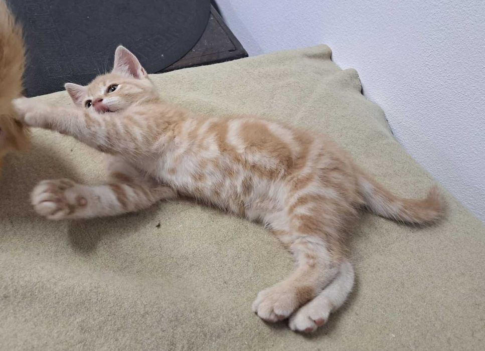 Gato British shorthair, cor creme.