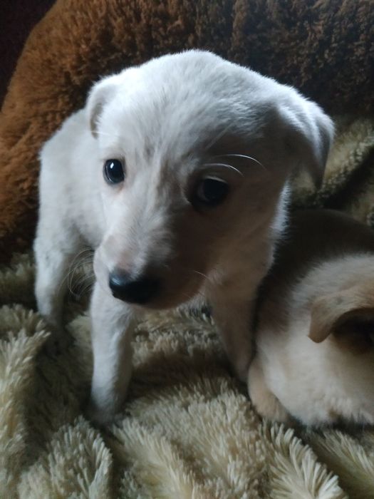 Продам милых щенков