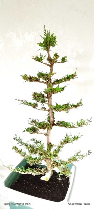 продам БОНСАЙ (міні дерева)