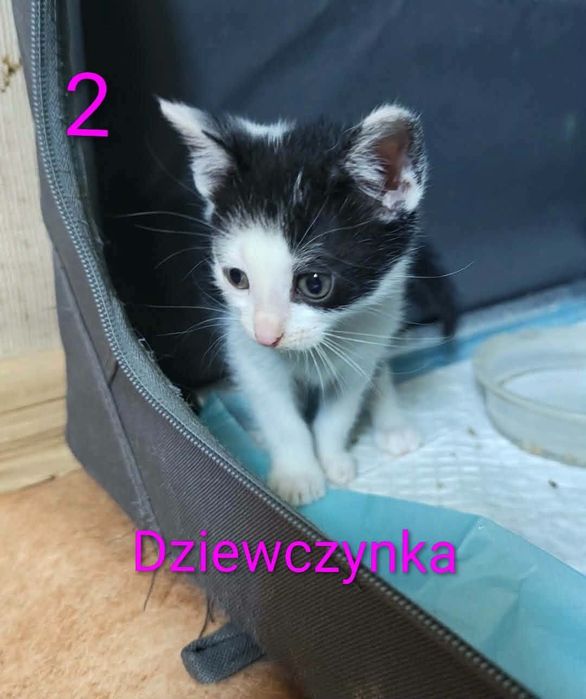 Małe słodziaki szukają domków - do pilnej adopcji