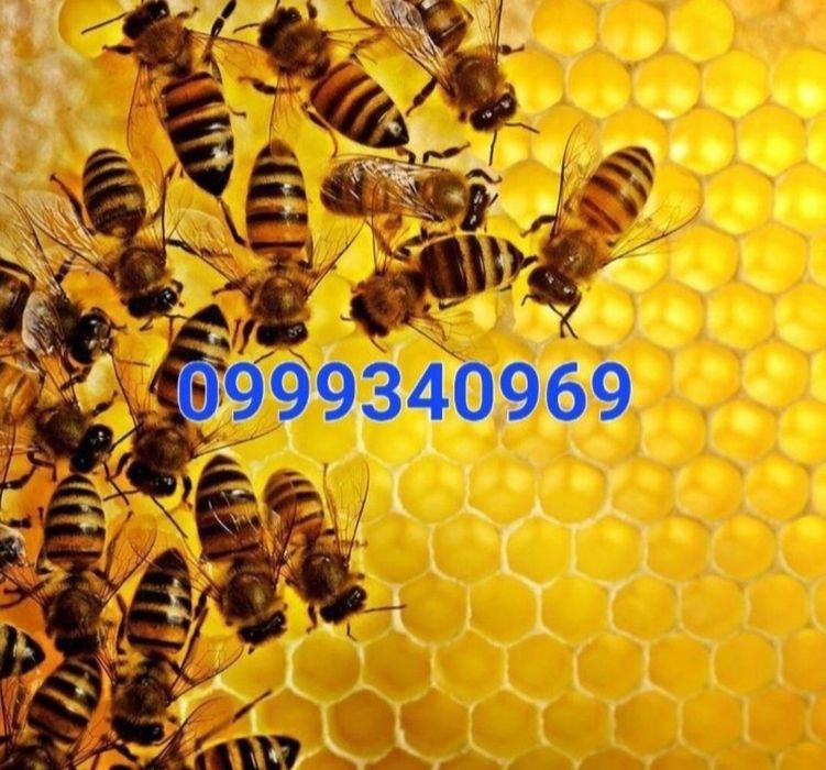 Шестирамкові вулики Apix