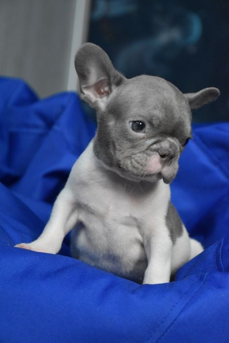 французький бульдог милий хлопчик