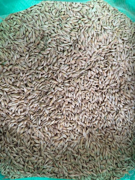 Jęczmień Paszowy czyszczony Ekstra!