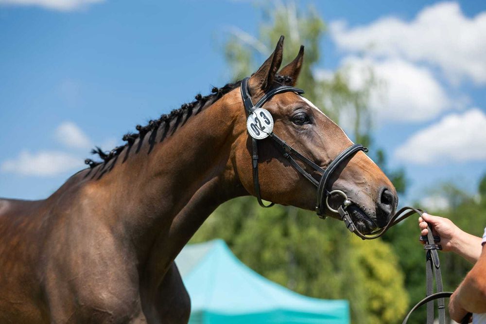 Wysoki, przyszłościowy ogier małopolski.