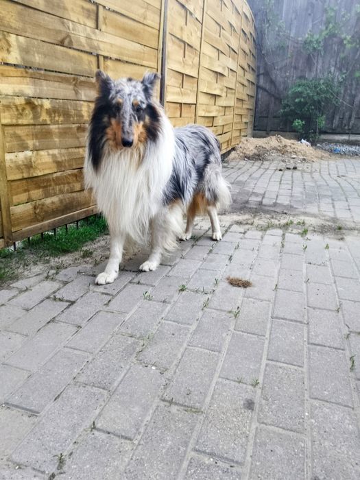 Suczka owczarek szkocki collie długowłosy