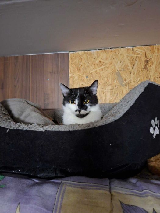 Dwaj bracia do adopcji..