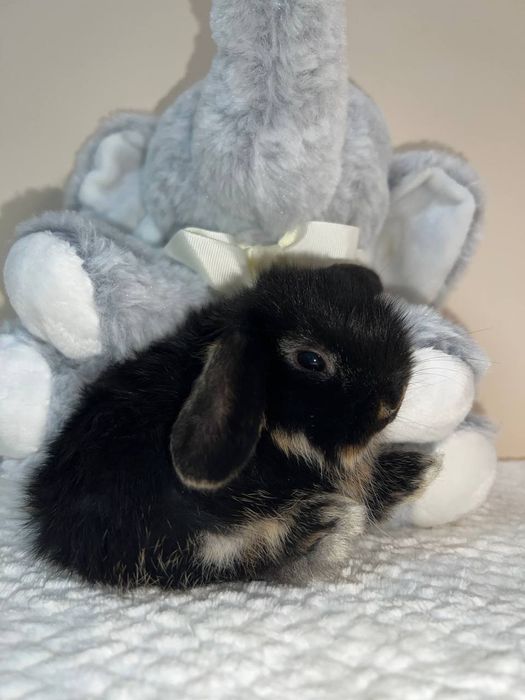 Декоративний кролик , окрас чорний оттер