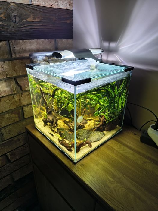 Akwarium kostka 30 litrów z całym kompletnym wyposażeniem oraz życiem.