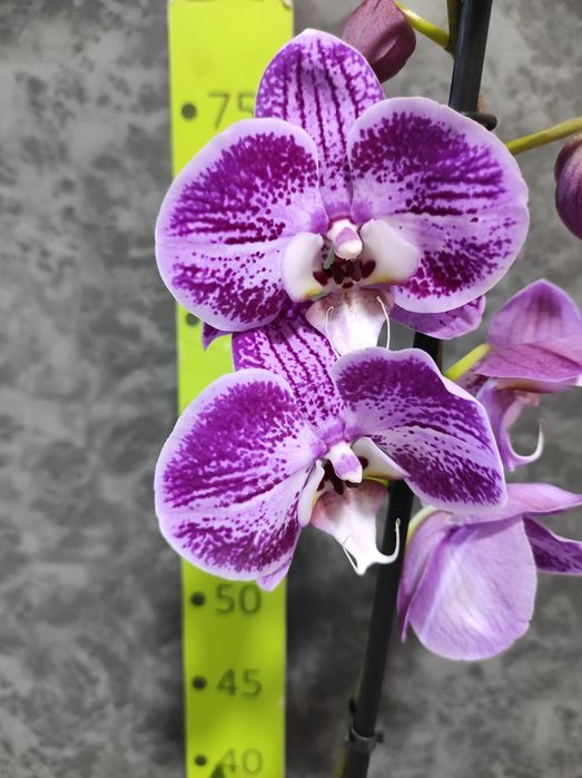 Орхідеї , фаленопсис, відцвіташки