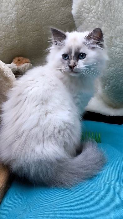 Кошенята/котенята регдол,невська маскарадна сільвер пойнт/silver point