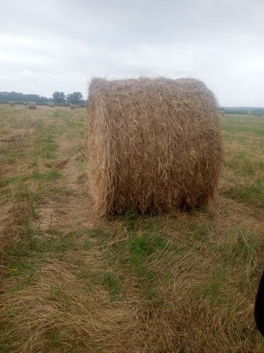 Vendo feno nascediço