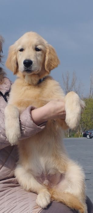 Хлопчик золотистого ретрівера