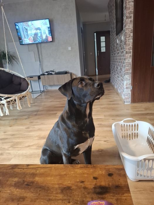 Oddam psa za darmo